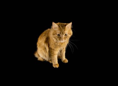 Kırmızı Bobtail kedi izole siyah arka plan üzerine zencefil