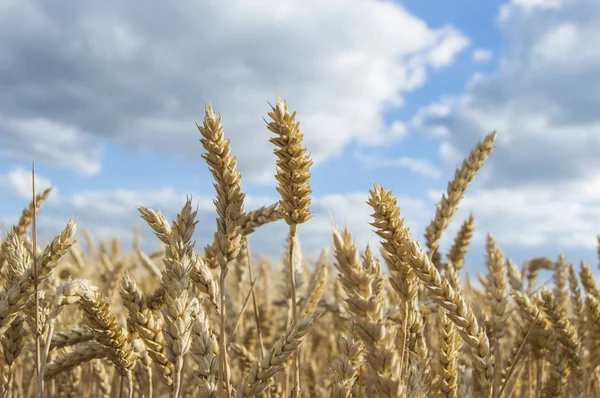 Gökyüzü Arka Planında Buğday Sıçraması — Stok fotoğraf