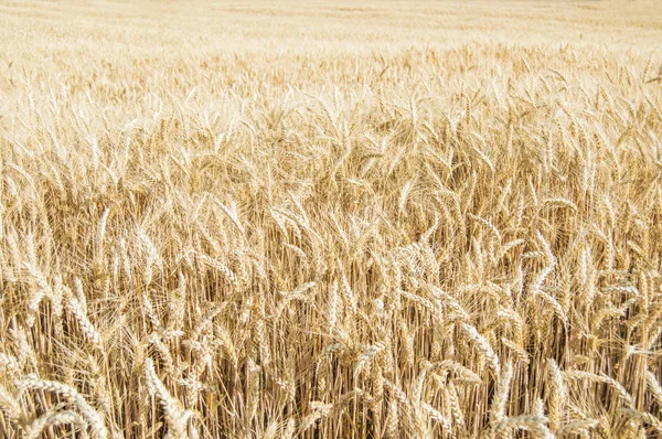 Olgun Buğday Buğday Alanı — Stok fotoğraf