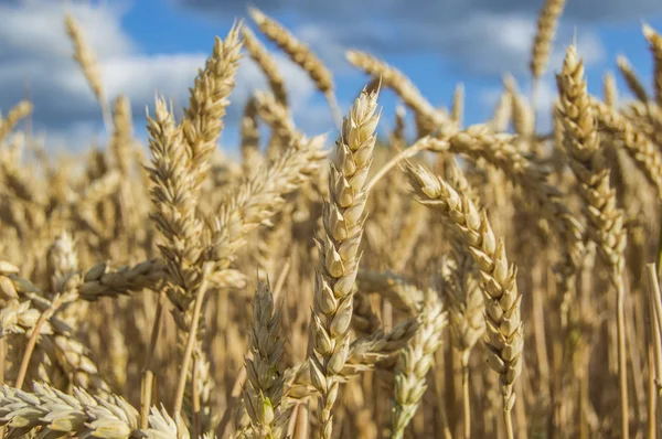 Gökyüzüne Karşı Buğday Tarlası — Stok fotoğraf