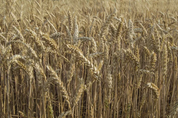 Пшеничное Поле Спелой Пшеницы — стоковое фото