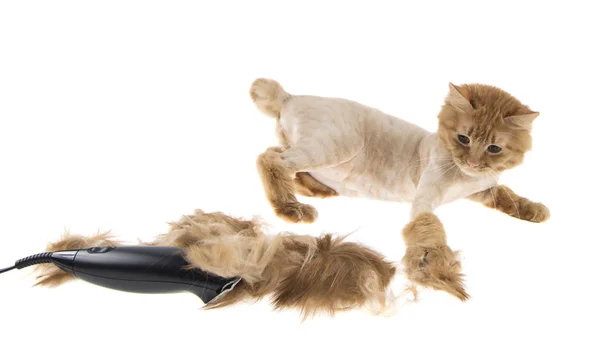 Kızıl saçlı kedi bobtail saç kesimi