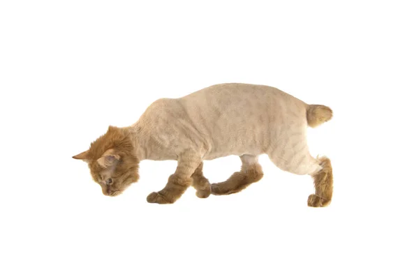 Kızıl saçlı kedi bobtail saç kesimi