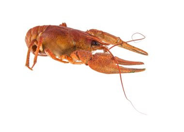 Beyaz arka plan üzerinde izole kırmızı kanser