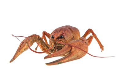 Beyaz arka plan üzerinde izole kırmızı kanser