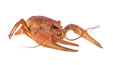 Beyaz arka plan üzerinde izole kırmızı kanser