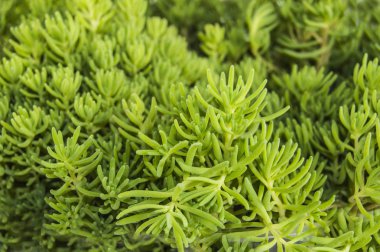 Yeşil süs çim tesisi