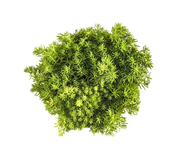 绿色观赏性草植物 — 图库照片