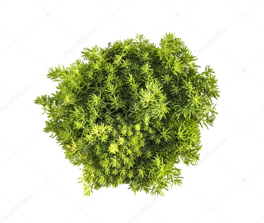 green ornamental grass plant