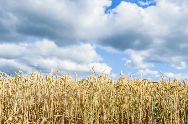 Пшеничное Поле Против Неба — стоковое фото