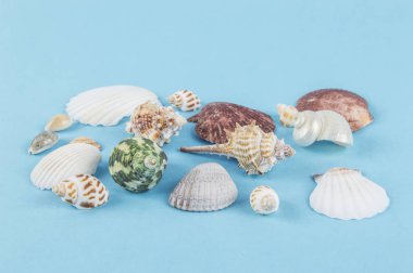 Mavi arka planda deniz kabukları