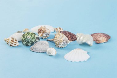 Mavi arka planda deniz kabukları