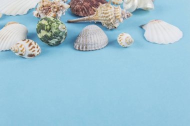 Mavi arka planda deniz kabukları