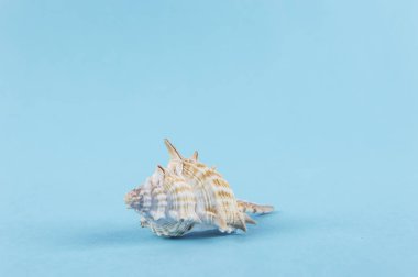 Mavi arka planda deniz kabukları