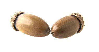 Beyaz arkaplanda izole edilmiş palamutlar