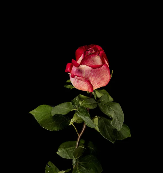 Червона троянда на чорному фоні — стокове фото