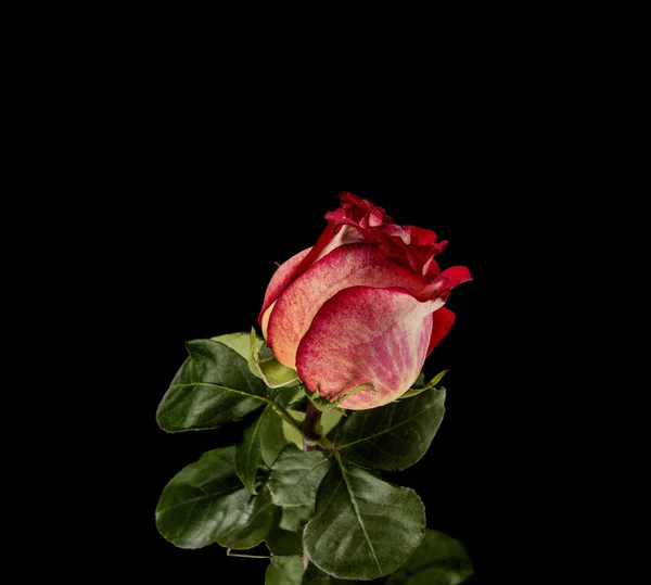 Червона троянда на чорному фоні — стокове фото