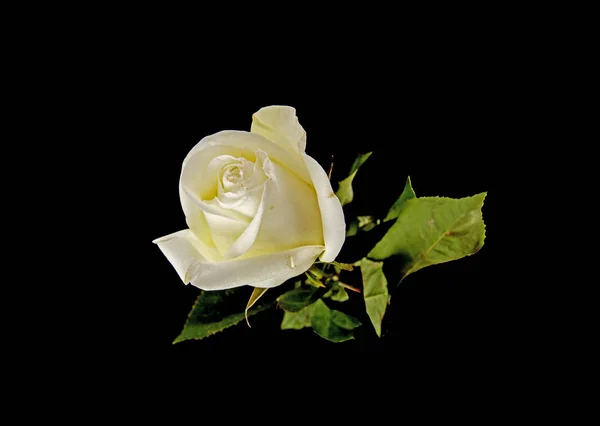 Λευκό τριαντάφυλλο απομονωμένο σε μαύρο φόντο — Φωτογραφία Αρχείου