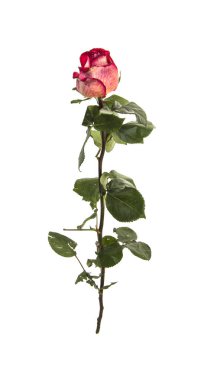 beyaz arkaplanda izole gül