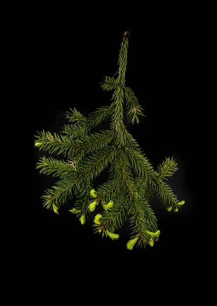 Christmas Tree Branch op een zwarte achtergrond — Stockfoto