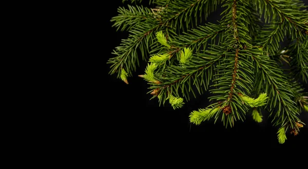 Ramo de árvore de Natal em um fundo preto — Fotografia de Stock