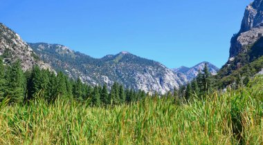 Kings Kanyon çayır