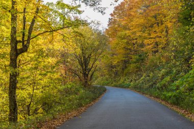 Sonbaharda bir orman yoluyla kırsal bir yol