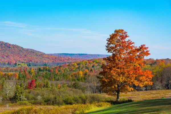 Red-colored tree with a forest in vibrant fall colous in the background