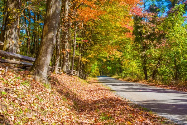 色鮮やかな秋の紅葉に囲まれた森の道 — ストック写真