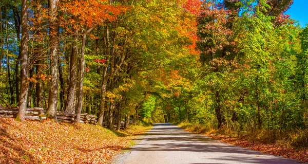 Sebuah Jalan Hutan Dikelilingi Dedaunan Musim Gugur Berwarna Warni — Stok Foto