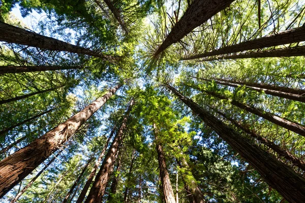 Sekoya ormanı Te Mata tepe üzerinde
