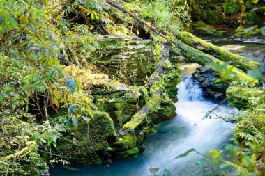 Gür yeşil orman içinde North Island, Yeni Zelanda ile çalışan Nehri
