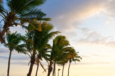 Fiji bir beyaz kumlu plajda palmiye ağacı