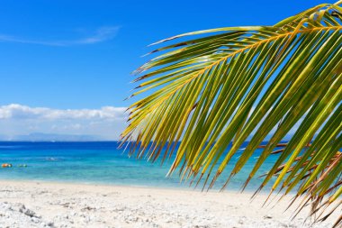Fiji bir beyaz kumlu plajda palmiye ağacı