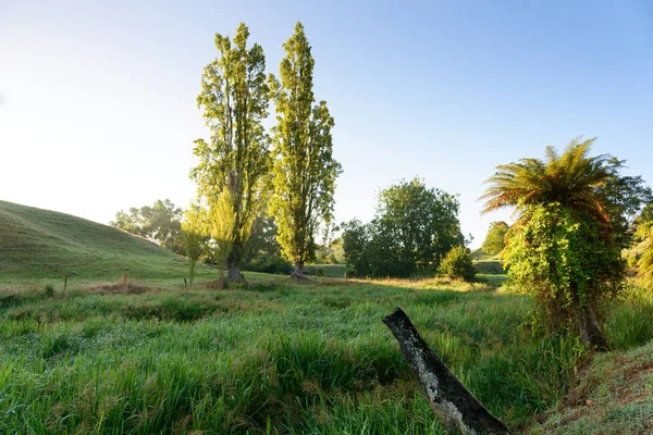 Vroeg Ochtend Een Landelijk Gebied Nieuw Zeeland — Stockfoto