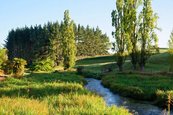 Rivier Langs Het Wandelpad Van Waihou Blue Springs Zuid Waikato — Stockfoto