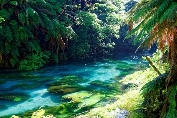 Crystal Clear River South Waikato New Zealand — Stock Photo, Image