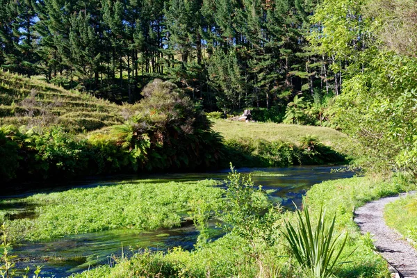 Річка Оточенні Типовий Пейзажем Північного Острова Нова Зеландія — стокове фото