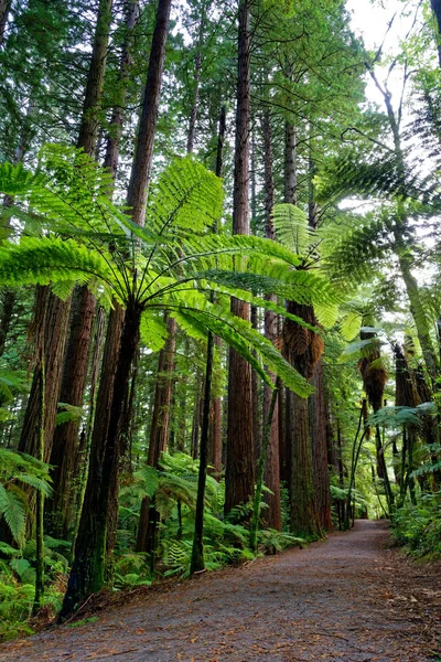 Californië Kust Redwood Bos Rotorua Nieuw Zeeland — Stockfoto
