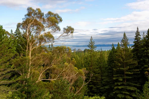 来自新西兰罗托鲁阿红木森林的罗托鲁阿湖瞭望台 — 图库照片
