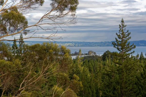 Lago Rotorua Vigia Floresta Redwood Rotorua Nova Zelândia — Fotografia de Stock
