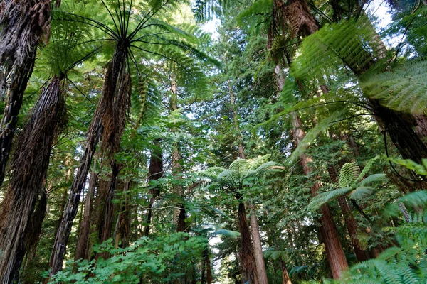 Californië Kust Redwood Bos Rotorua Nieuw Zeeland — Stockfoto