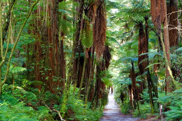 Каліфорнія Прибережних Червоного Дерева Лісу Роторуа Нова Зеландія — стокове фото