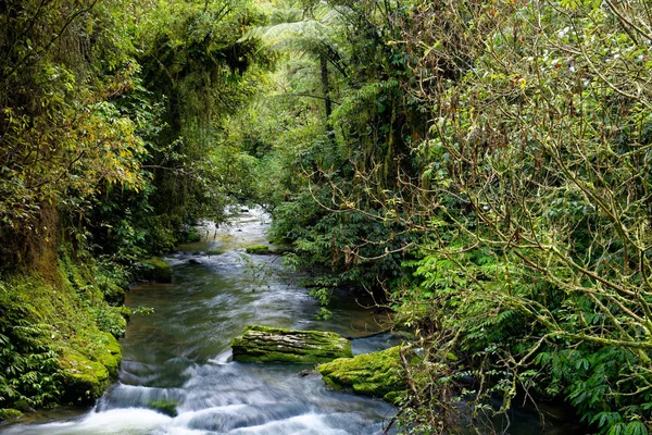 Rivier Loopt Door Een Weelderig Groen Bos Het Noordereiland Van — Stockfoto