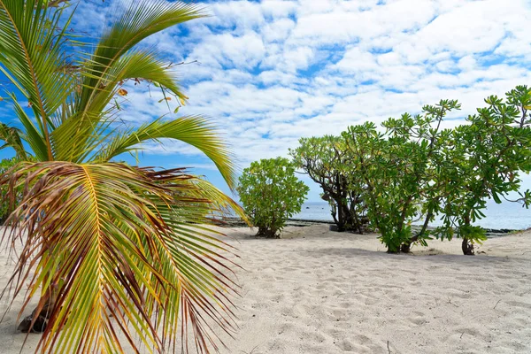 Palme Auf Einem Weißen Sandstrand Fidschi — Stockfoto