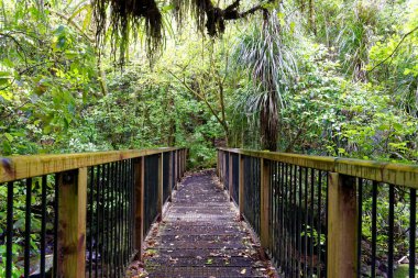 Yeşil ormanda gür: Waikato, North Island, Yeni Zelanda