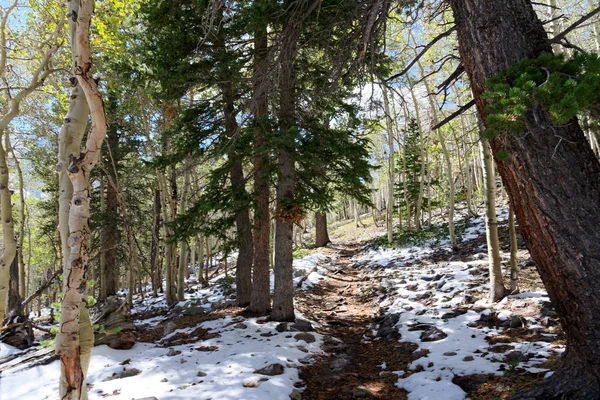 View Wheeler Peak Trail Great Basin National Park Baker Nevada — Stock Photo, Image