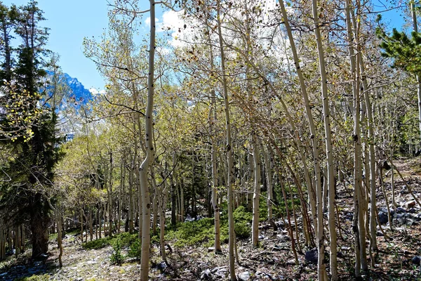 偉大なグレートベースン国立公園 ネバダ州の紅葉を楽しむ木 — ストック写真