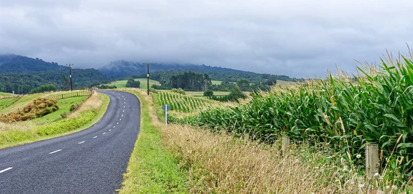 Landstraße Mit Maisfeldern — Stockfoto