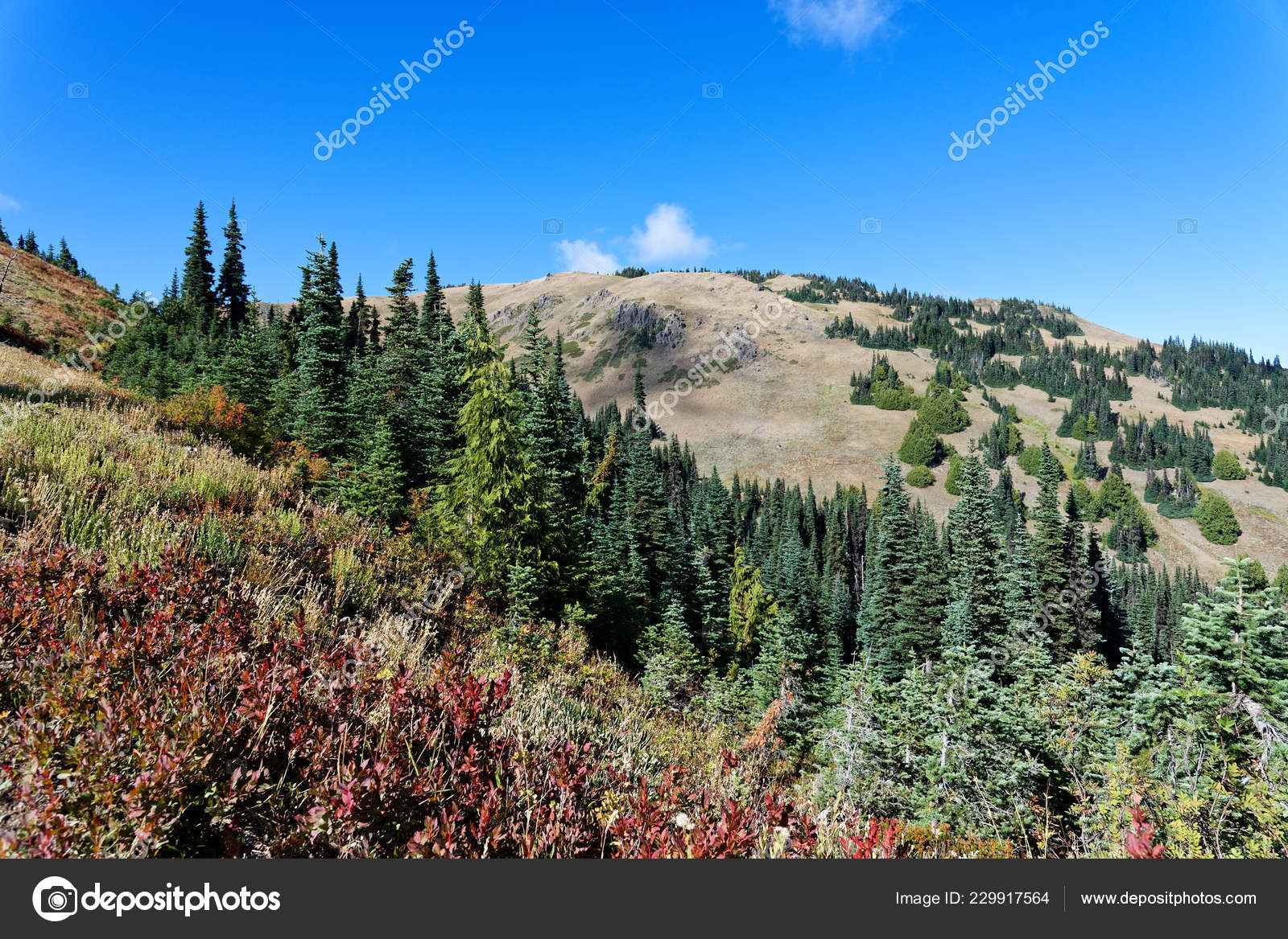 Douglas Fir Forests Hurricane Hill Trail Olympic National Park Stock Photo Image By C Tristanbnz 229917564